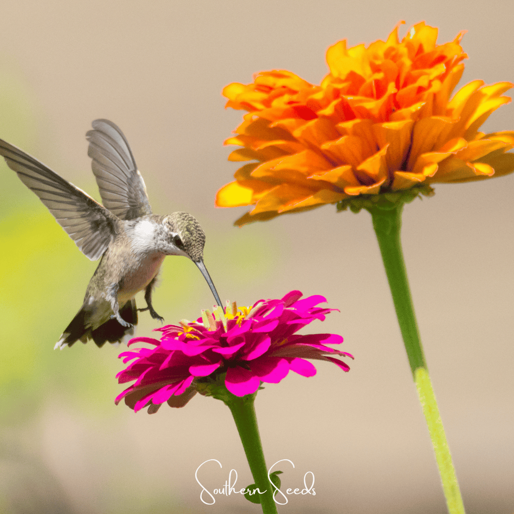 California Giants Zinnia – 100 Seeds Southern Seeds