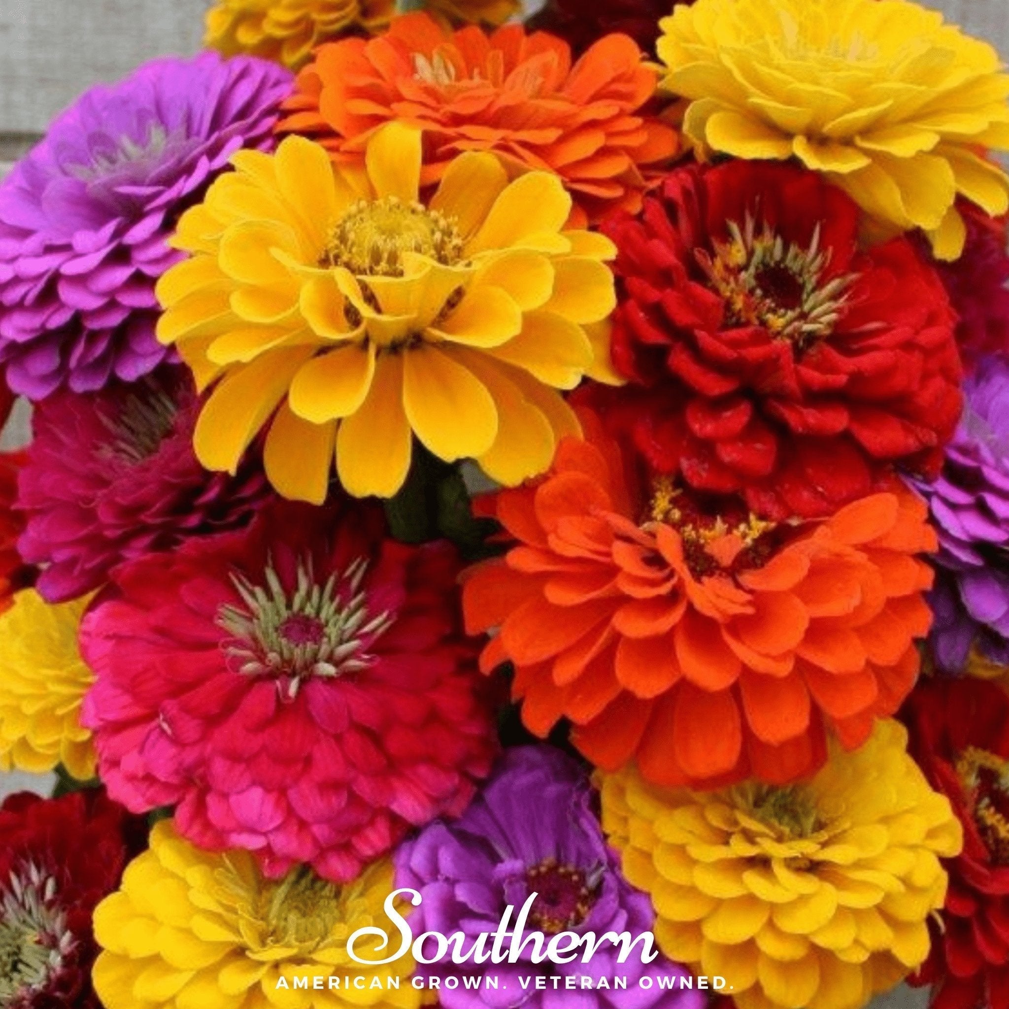 California Giants Zinnia – 100 Seeds Southern Seeds