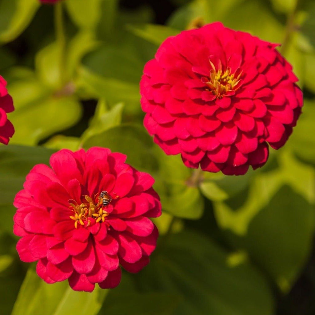 Cherry Queen Zinnia – 100 Seeds Southern Seeds