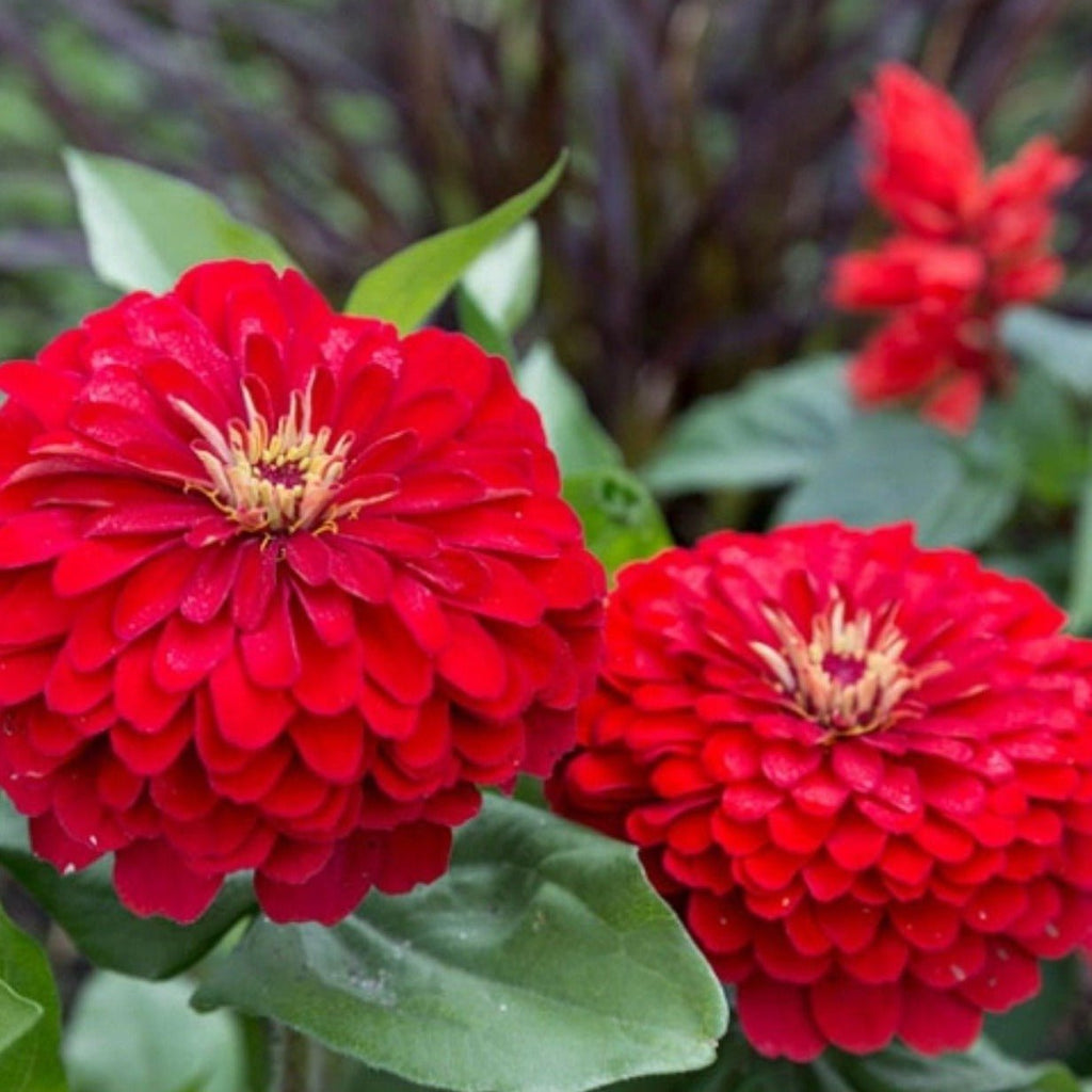 Cherry Queen Zinnia – 100 Seeds Southern Seeds