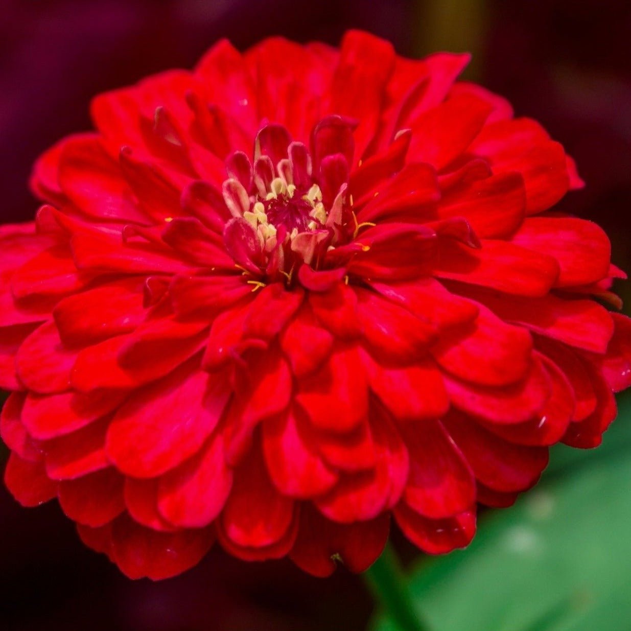 Cherry Queen Zinnia – 100 Seeds Southern Seeds
