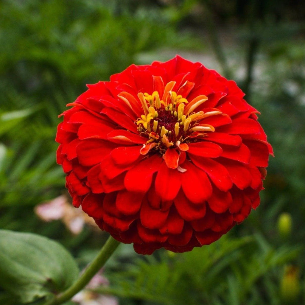 Cherry Queen Zinnia – 100 Seeds Southern Seeds