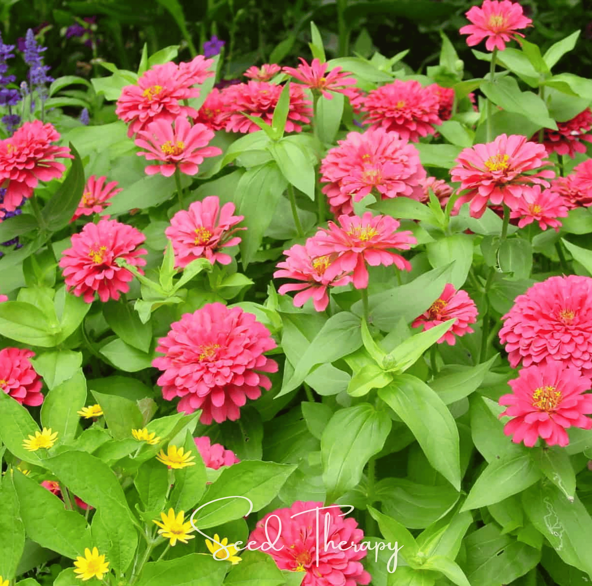 Coral Zinnia – 100 Seeds Southern Seeds