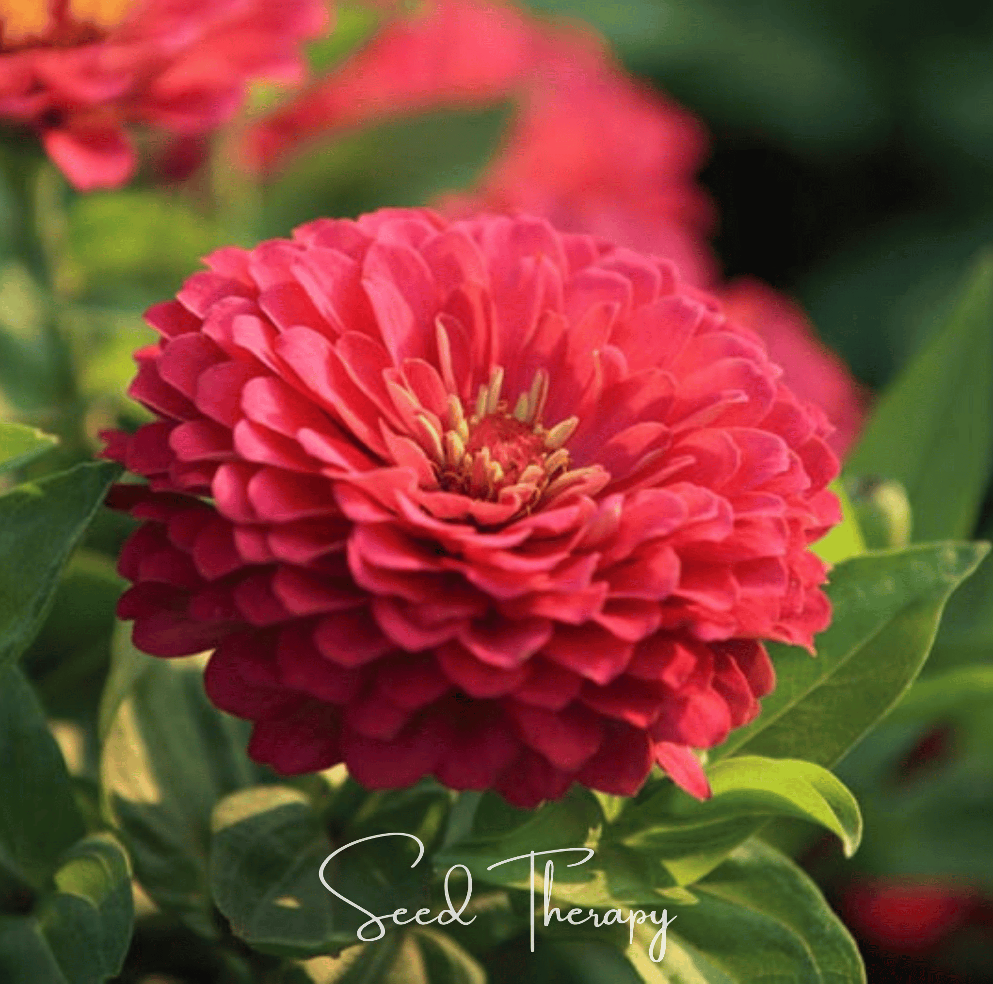 Coral Zinnia – 100 Seeds Southern Seeds