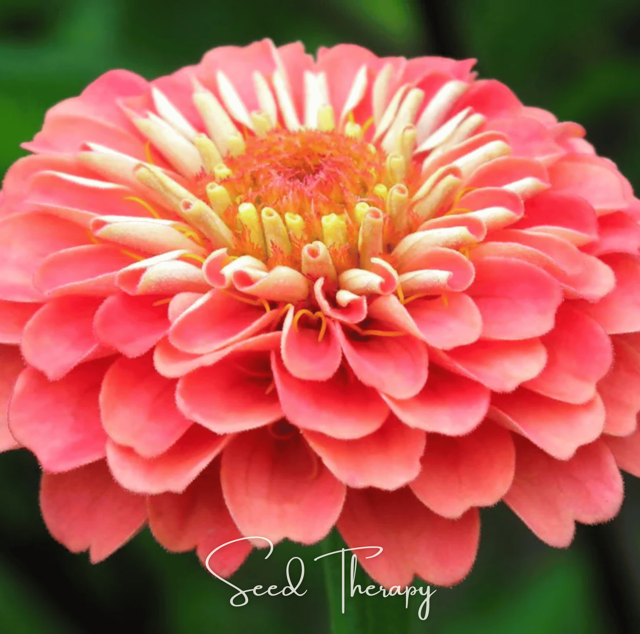 Coral Zinnia – 100 Seeds Southern Seeds