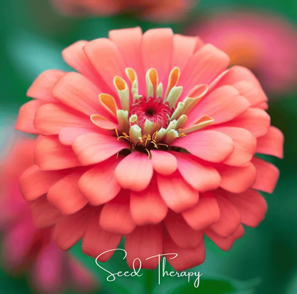 Coral Zinnia – 100 Seeds Southern Seeds