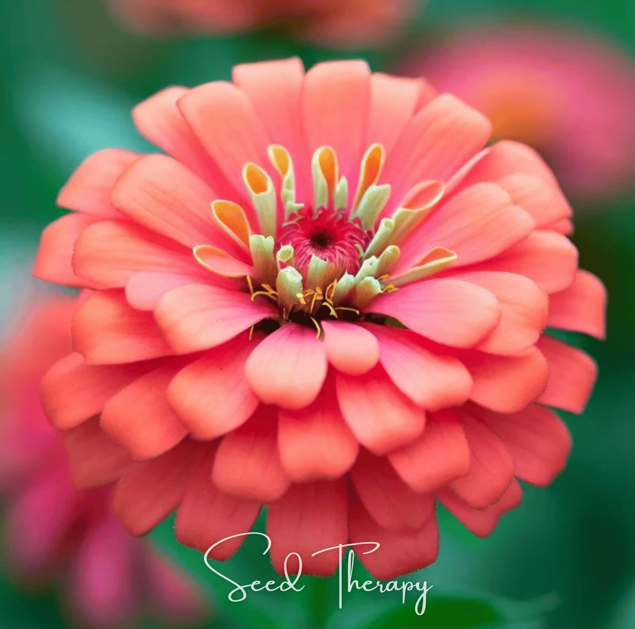 Coral Zinnia – 100 Seeds Southern Seeds