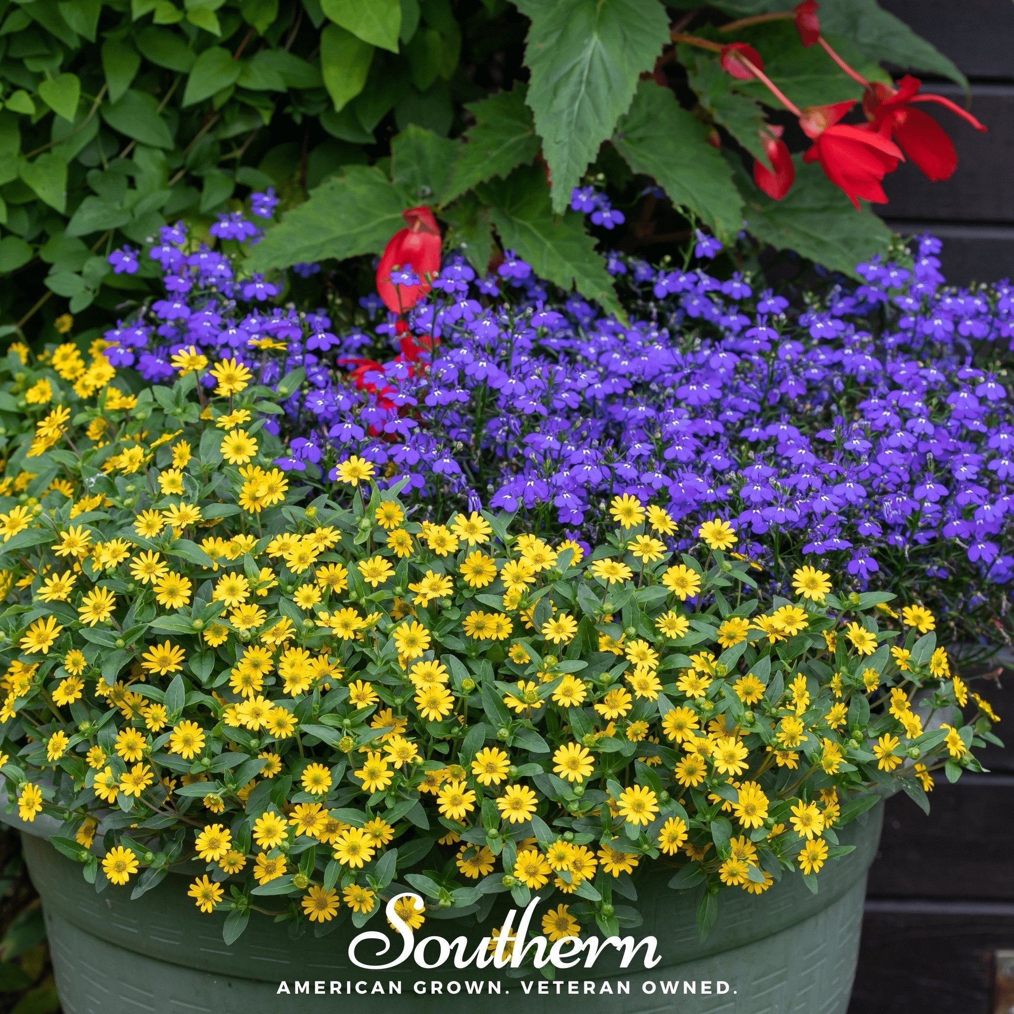 Creeping Zinnia – 100 Seeds Southern Seeds