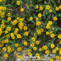 Creeping Zinnia – 100 Seeds Southern Seeds