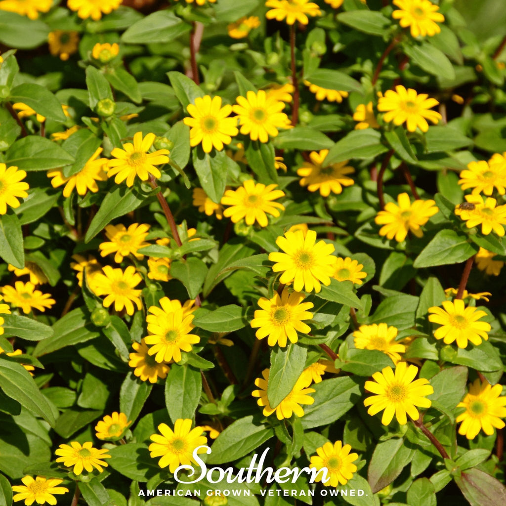 Creeping Zinnia – 100 Seeds Southern Seeds