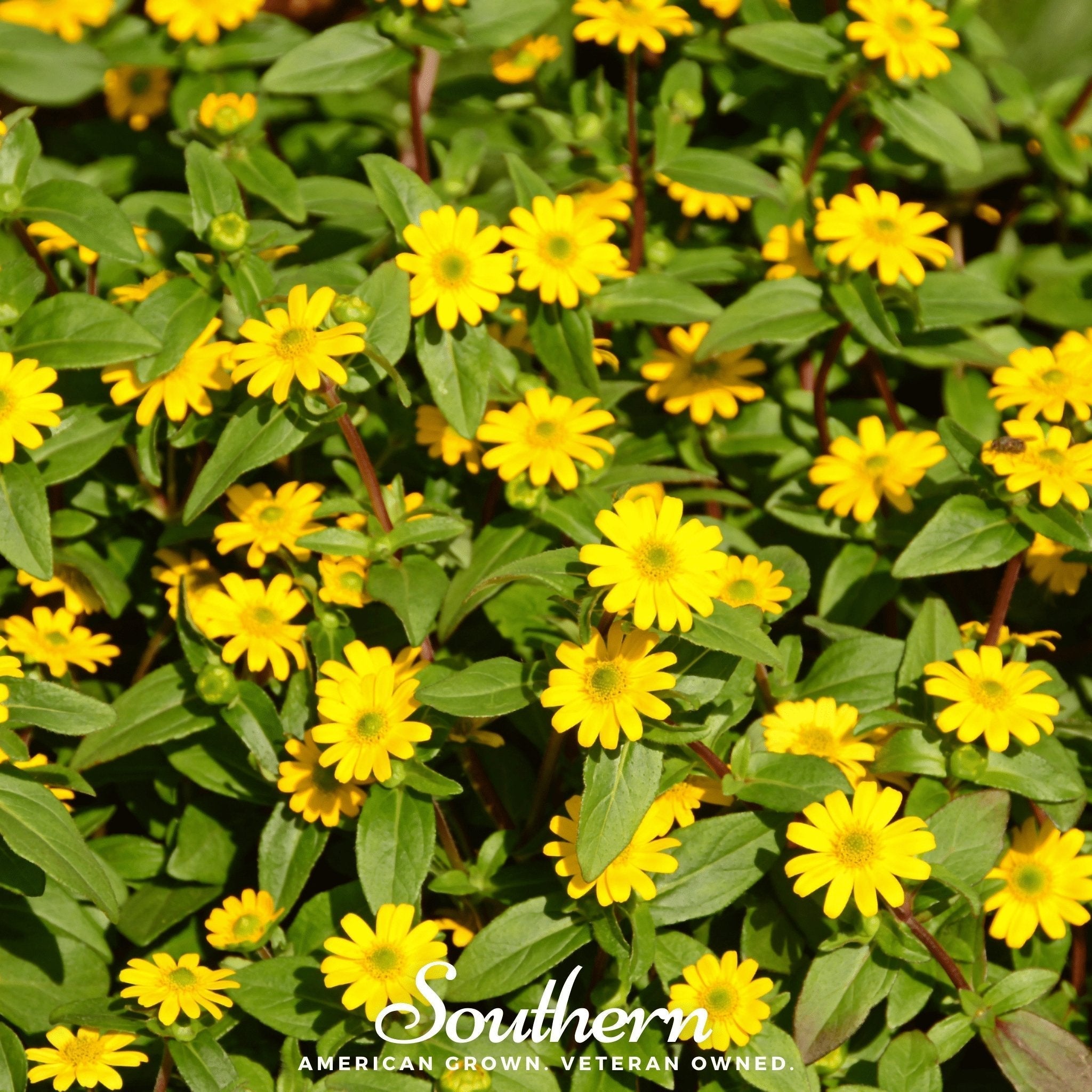 Creeping Zinnia – 100 Seeds Southern Seeds