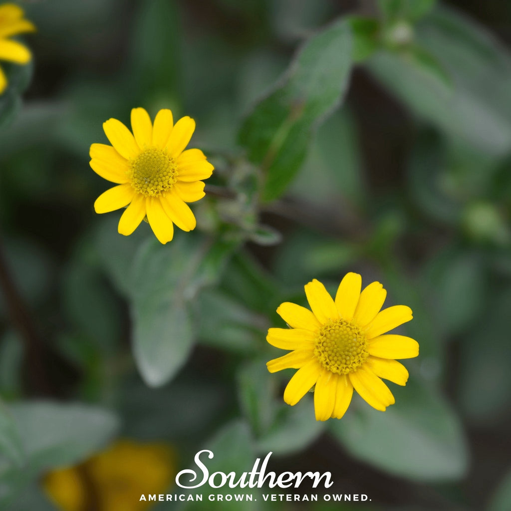 Creeping Zinnia – 100 Seeds Southern Seeds