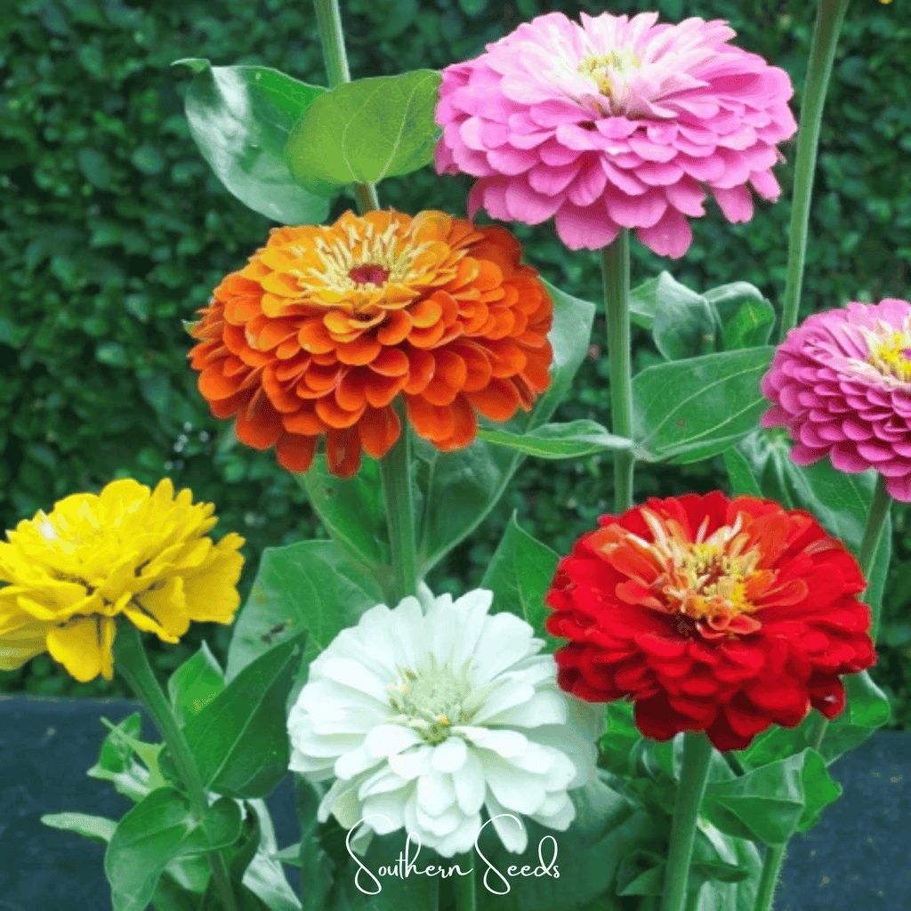 Dahlia Flowered Zinnia – 100 Seeds Southern Seeds