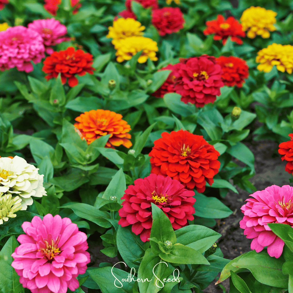 Dahlia Flowered Zinnia – 100 Seeds Southern Seeds