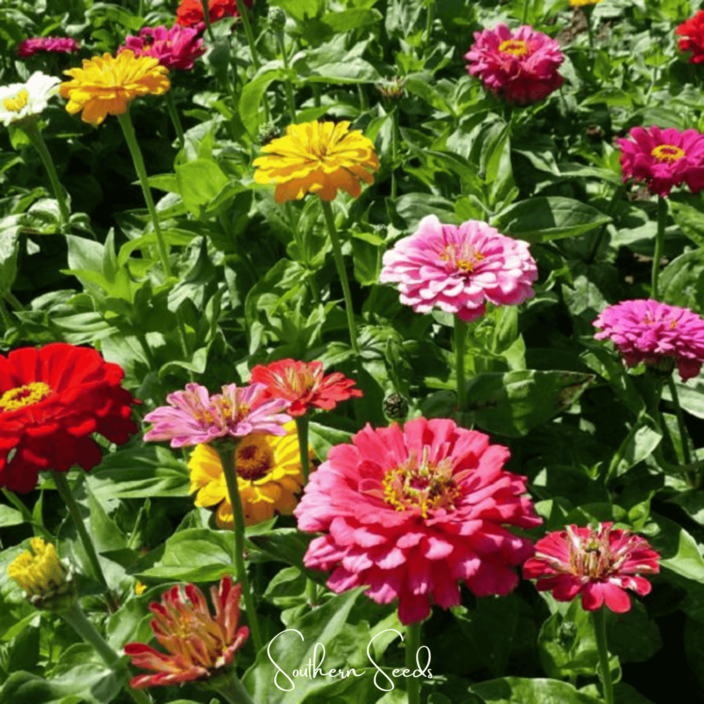 Dahlia Flowered Zinnia – 100 Seeds Southern Seeds