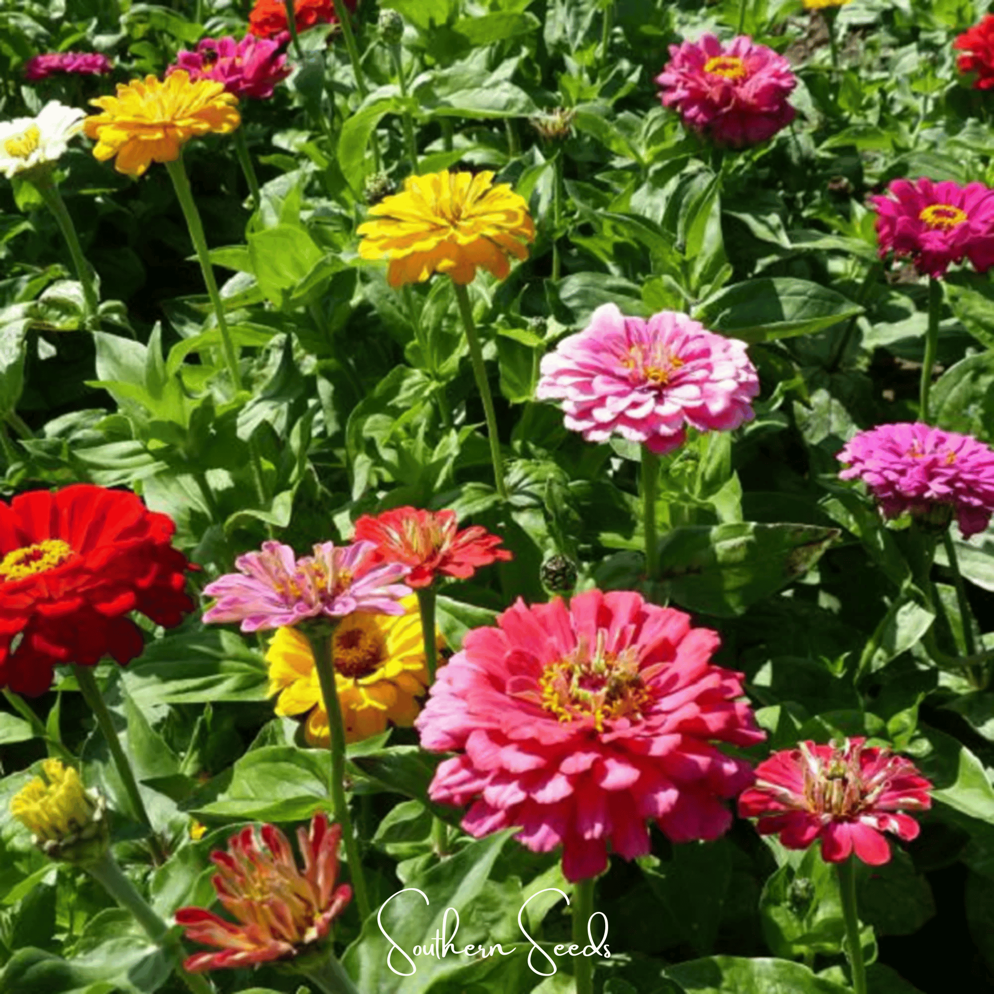 Dahlia Flowered Zinnia – 100 Seeds Southern Seeds