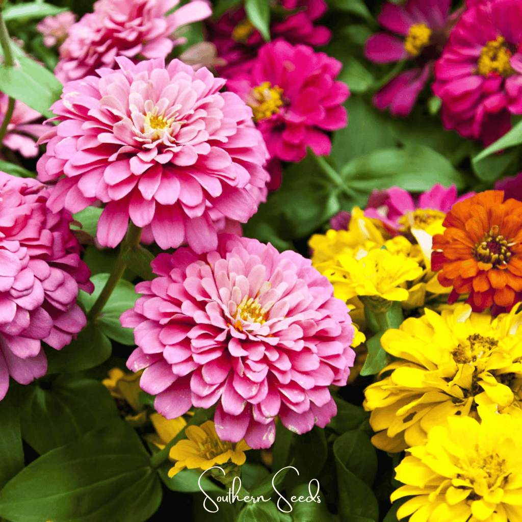 Dahlia Flowered Zinnia – 100 Seeds Southern Seeds