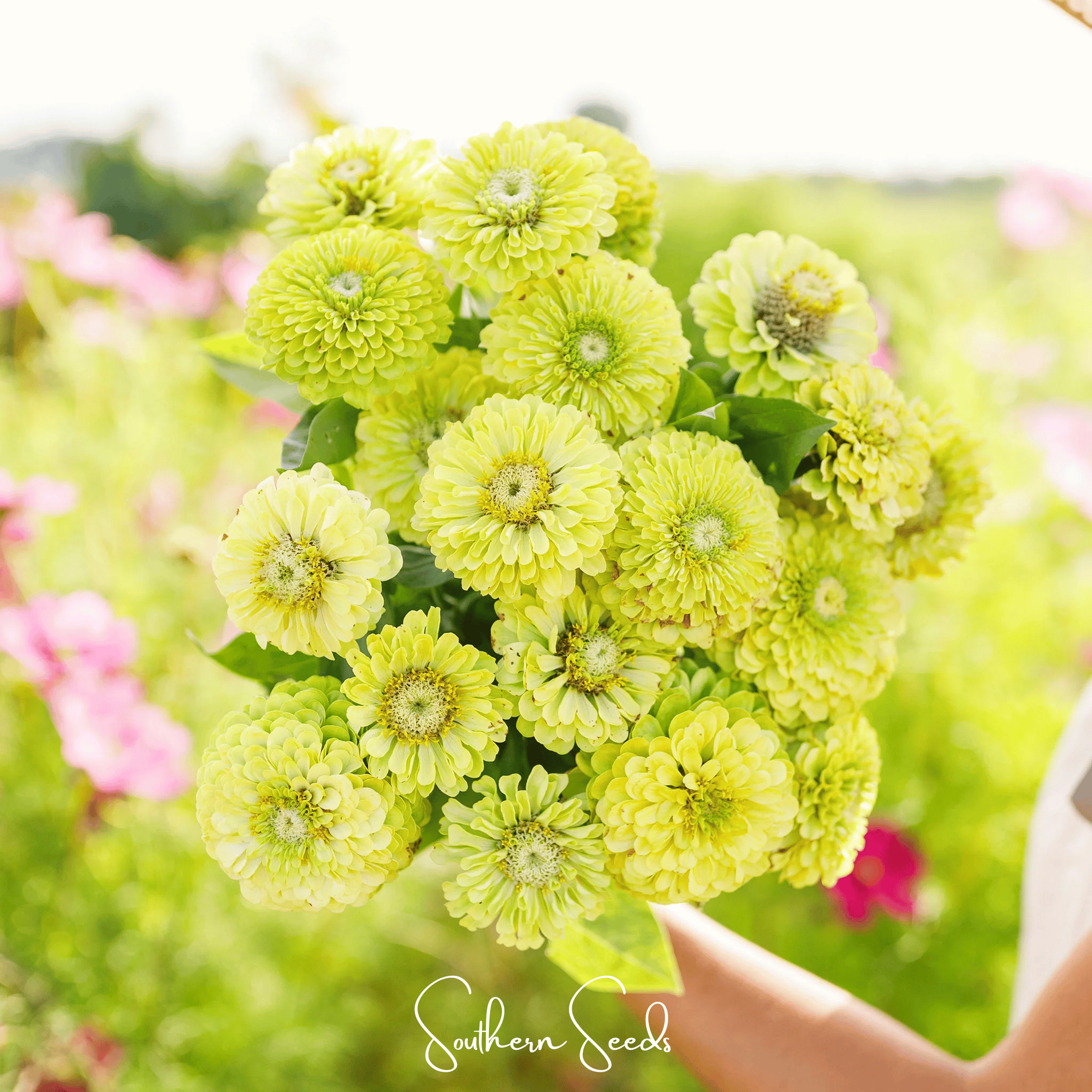 Envy Green Zinnia – 25 Seeds Southern Seeds