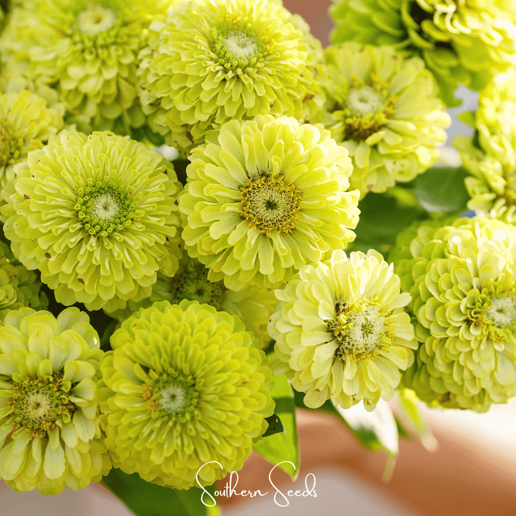 Envy Green Zinnia – 25 Seeds Southern Seeds