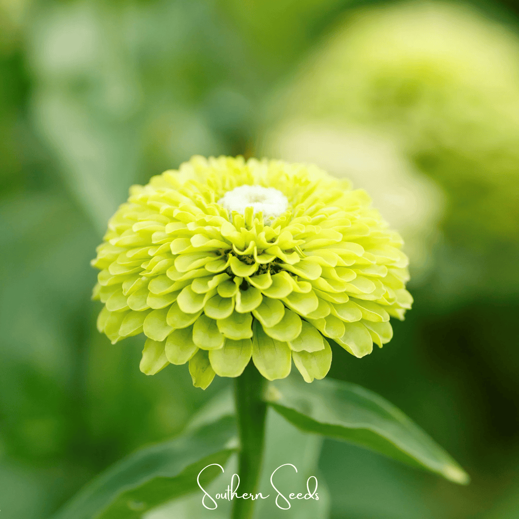 Envy Green Zinnia – 25 Seeds Southern Seeds