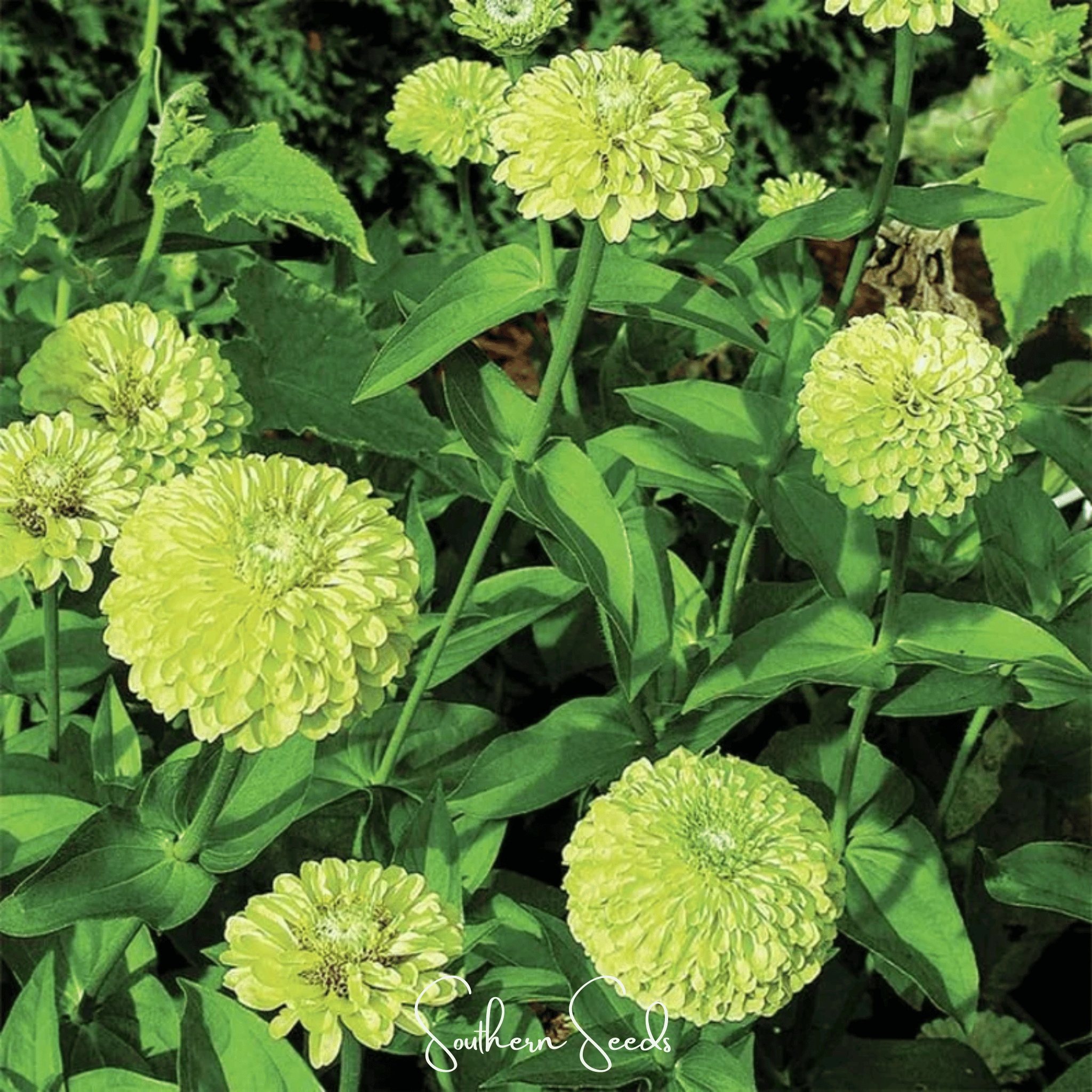 Envy Green Zinnia – 25 Seeds Southern Seeds
