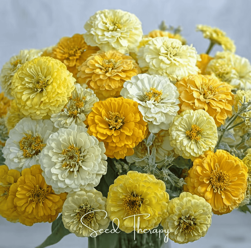 Lemon Meringue Zinnia – 100 Seeds Southern Seeds