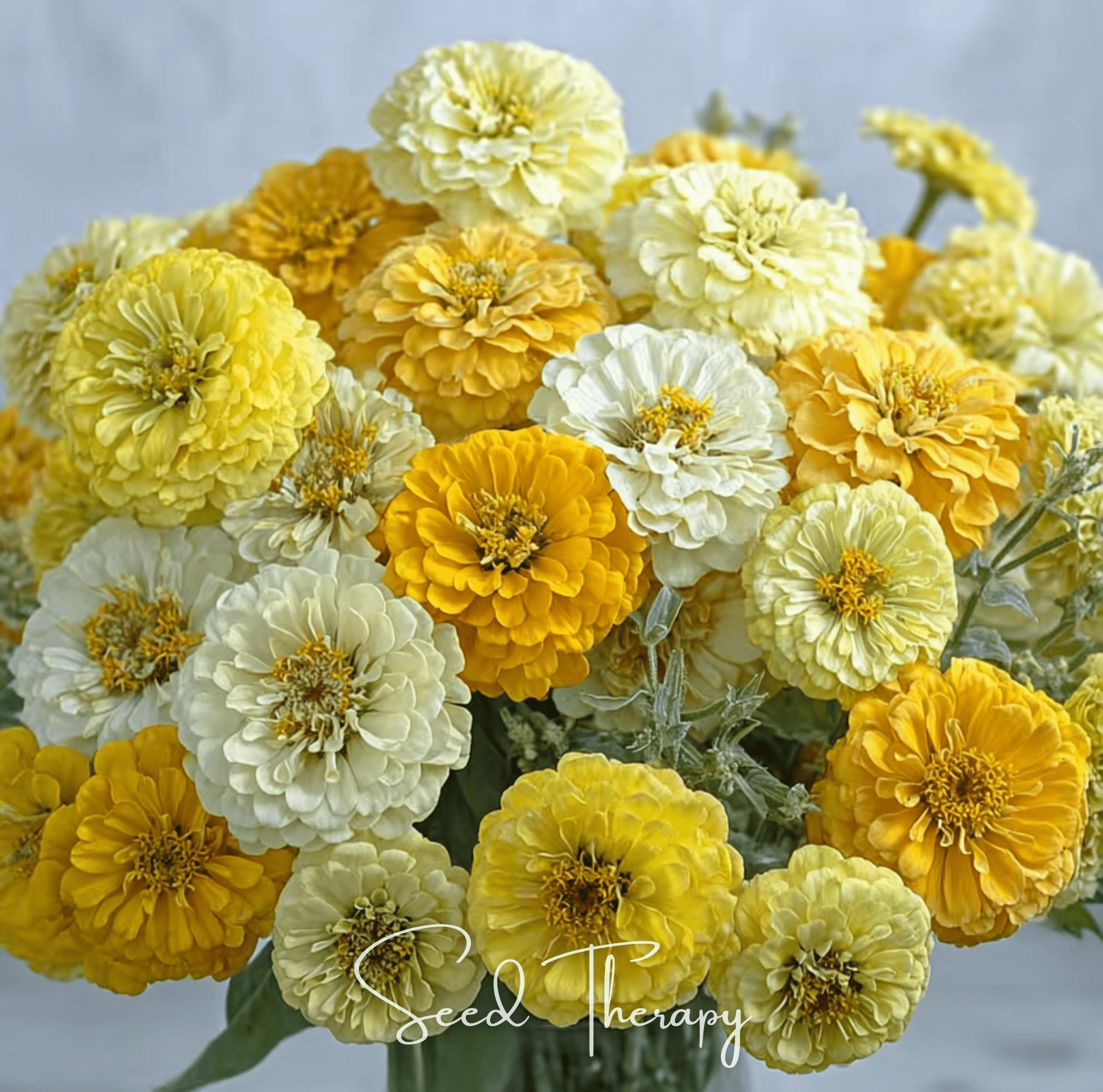 Lemon Meringue Zinnia – 100 Seeds Southern Seeds