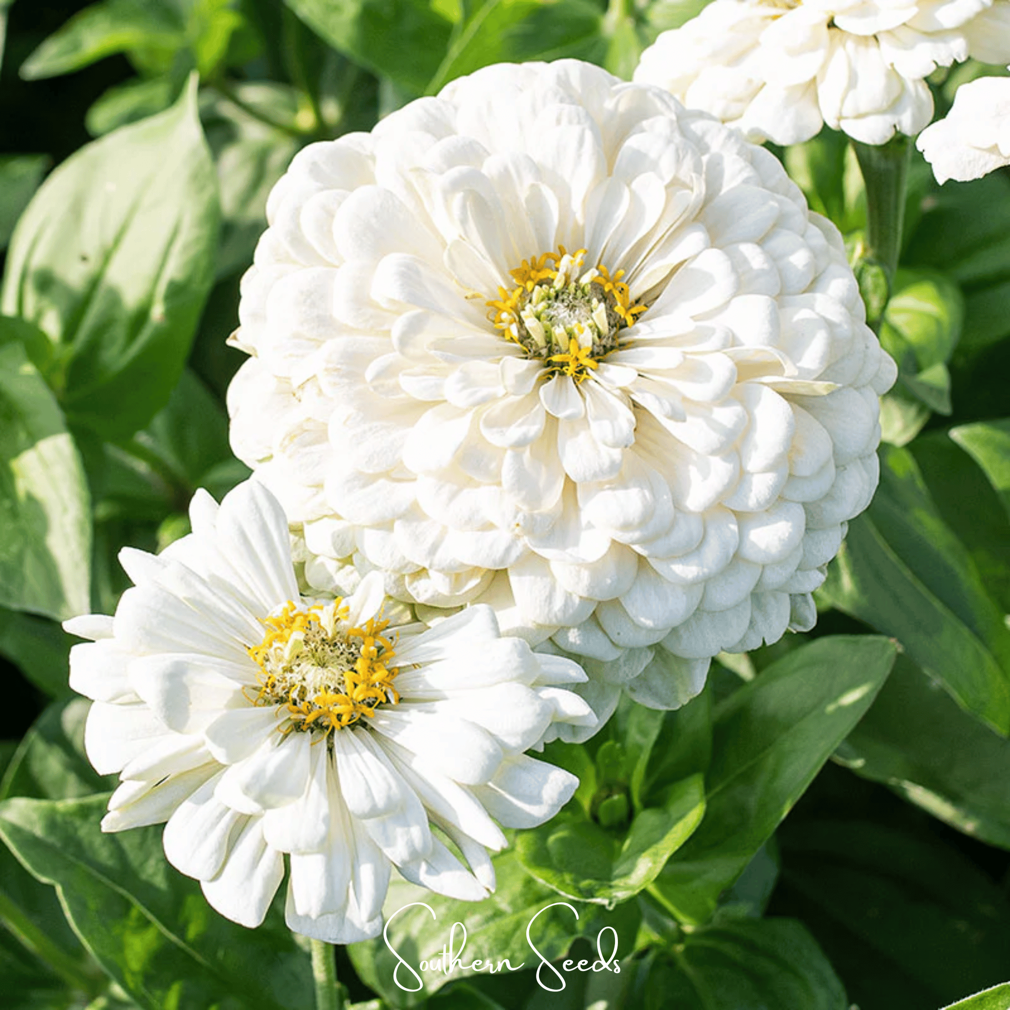 Lemon Meringue Zinnia – 100 Seeds Southern Seeds
