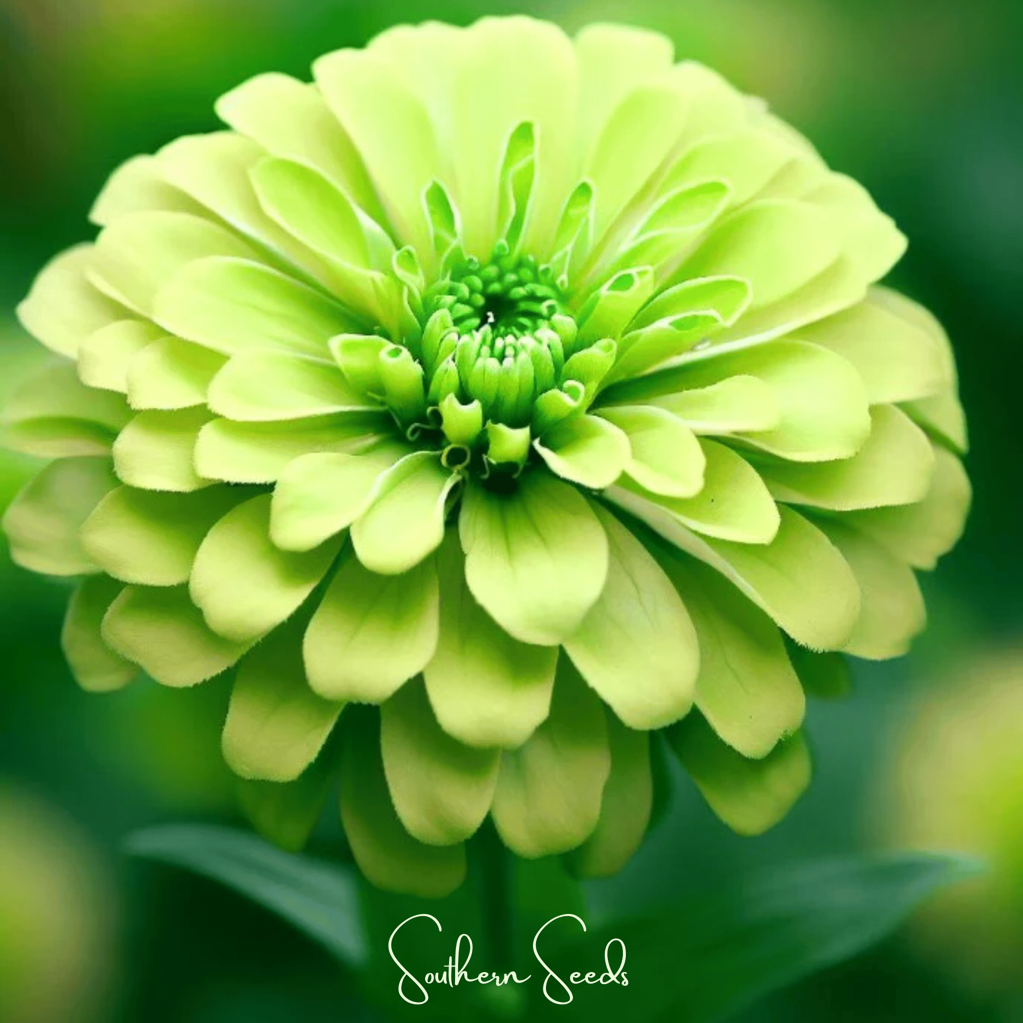Lemon Meringue Zinnia – 100 Seeds Southern Seeds