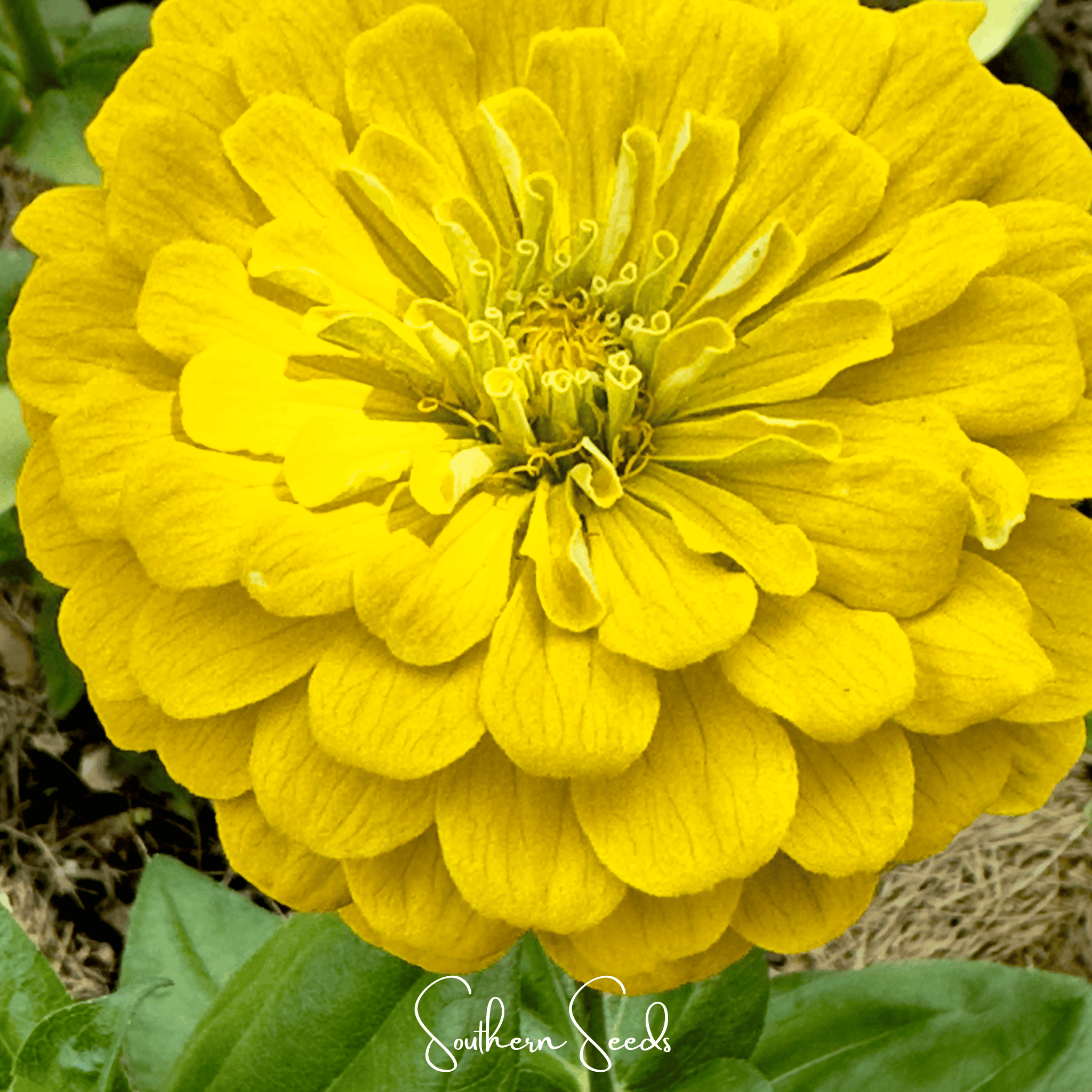Lemon Meringue Zinnia – 100 Seeds Southern Seeds