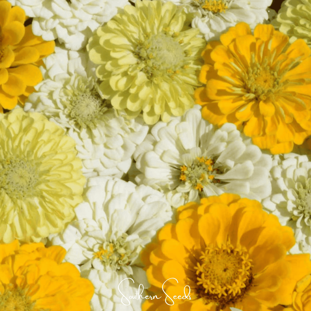 Lemon Meringue Zinnia – 100 Seeds Southern Seeds