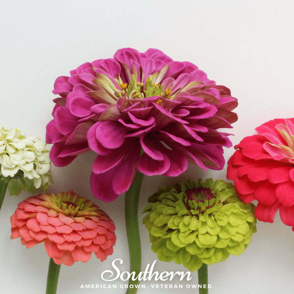 Lilliput Zinnia – 100 Seeds Southern Seeds