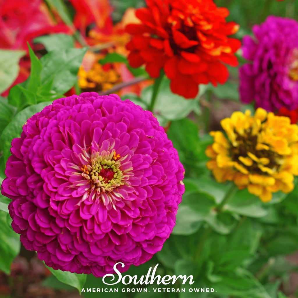 Lilliput Zinnia – 100 Seeds Southern Seeds