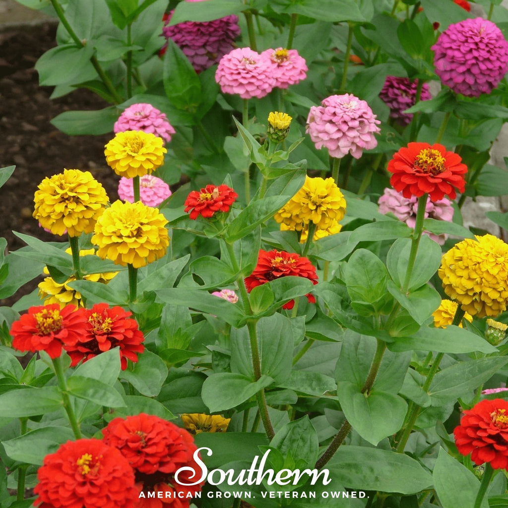 Lilliput Zinnia – 100 Seeds Southern Seeds