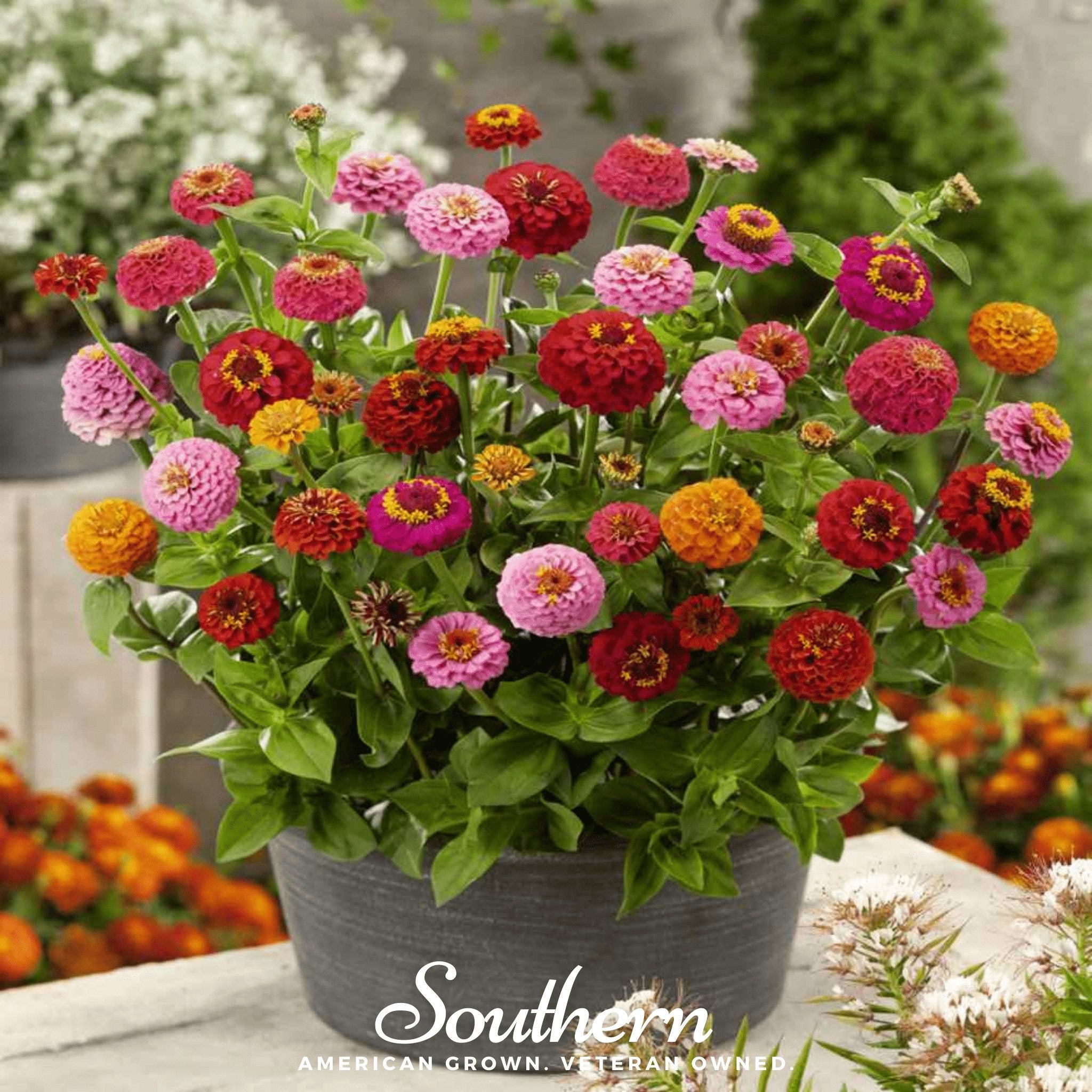 Lilliput Zinnia – 100 Seeds Southern Seeds