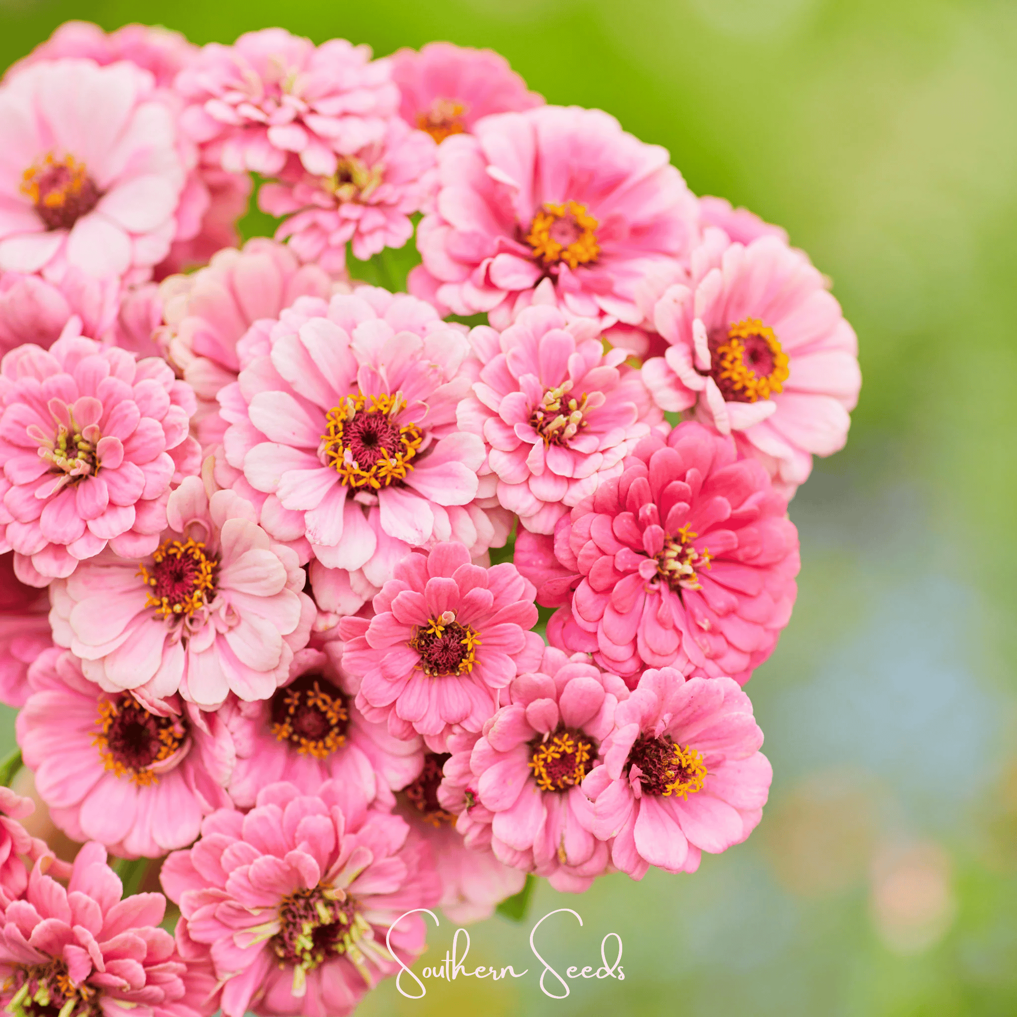 Luminosa Zinnia – 100 Seeds Southern Seeds