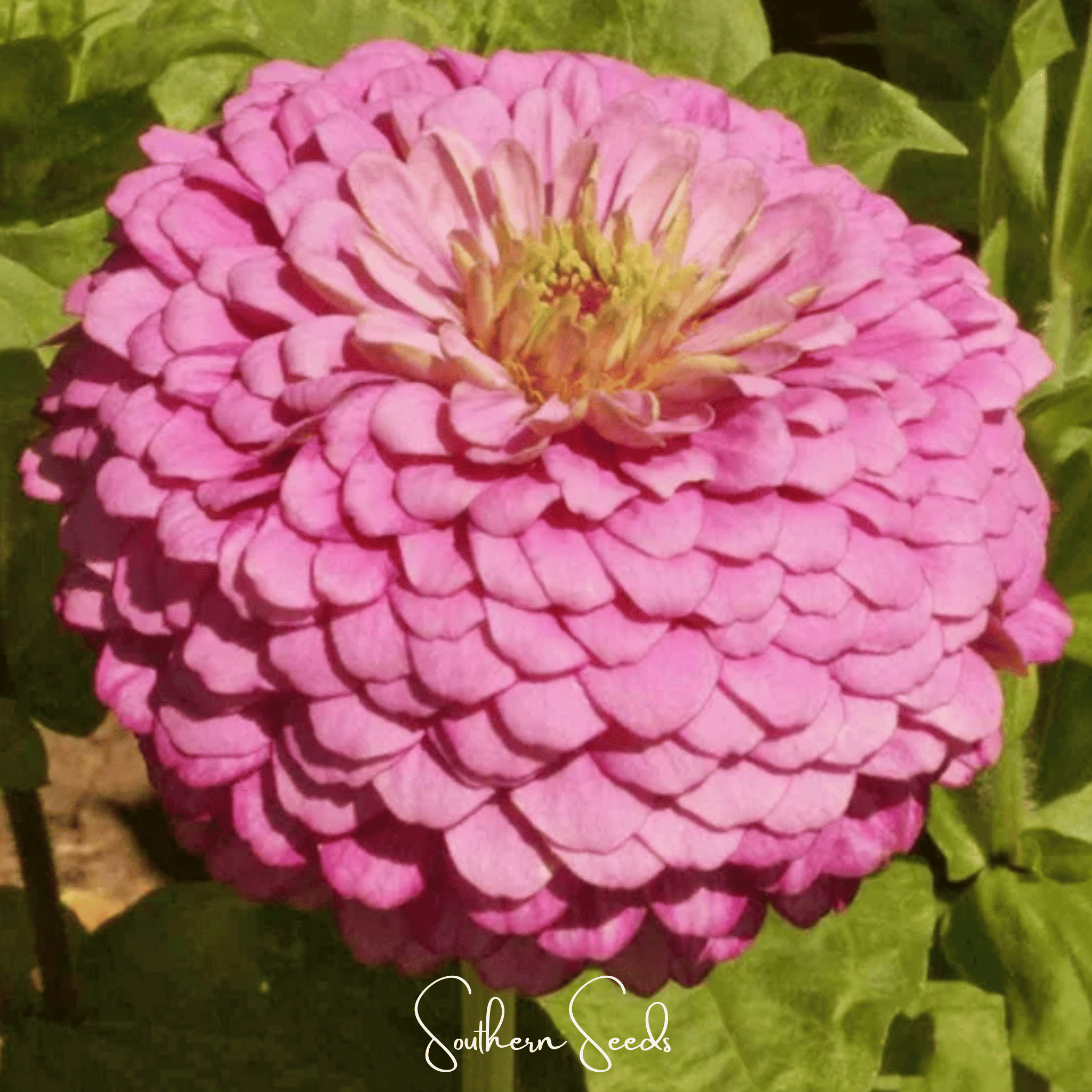 Luminosa Zinnia – 100 Seeds Southern Seeds