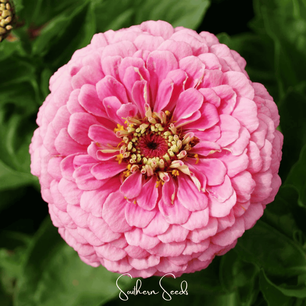 Luminosa Zinnia – 100 Seeds Southern Seeds