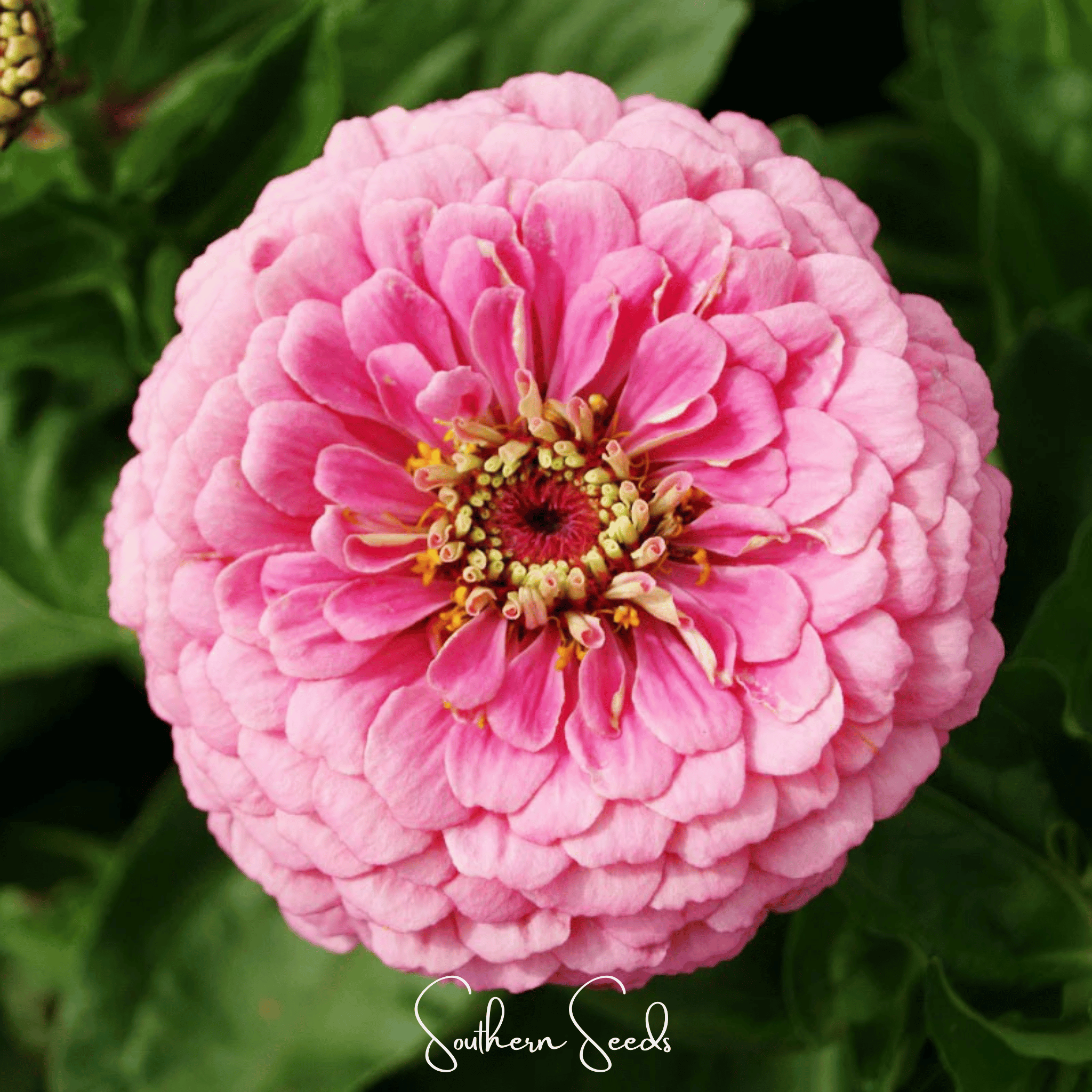 Luminosa Zinnia – 100 Seeds Southern Seeds