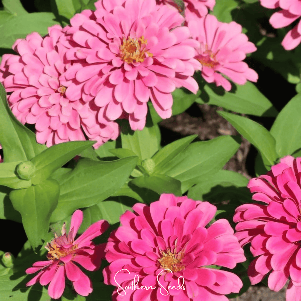 Luminosa Zinnia – 100 Seeds Southern Seeds