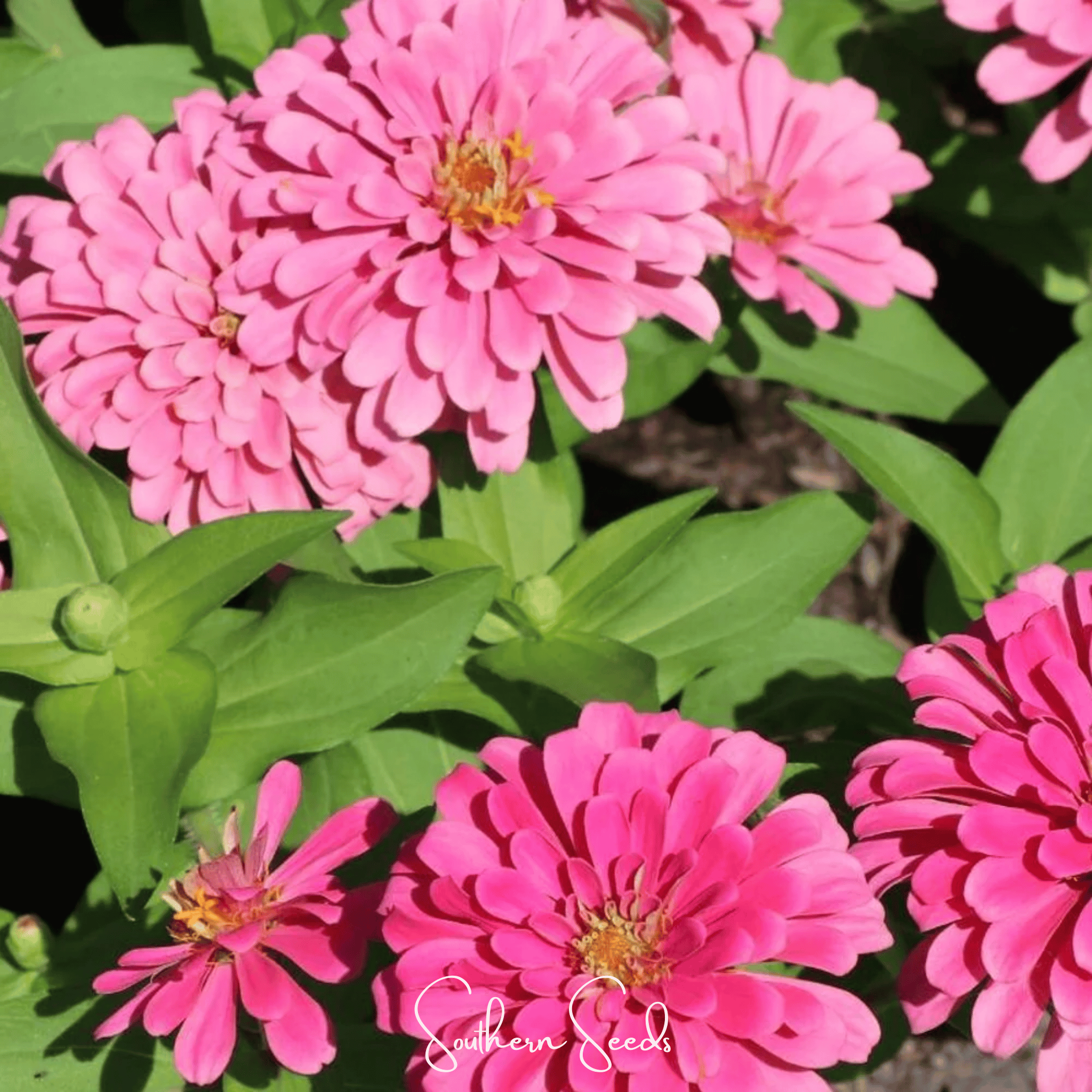 Luminosa Zinnia – 100 Seeds Southern Seeds