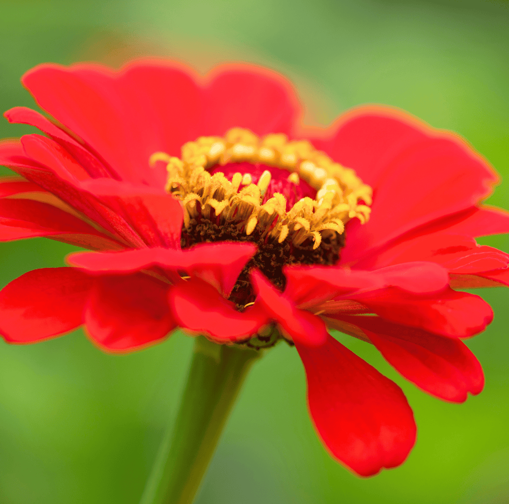 Meteor Zinnia – 100 Seeds Southern Seeds