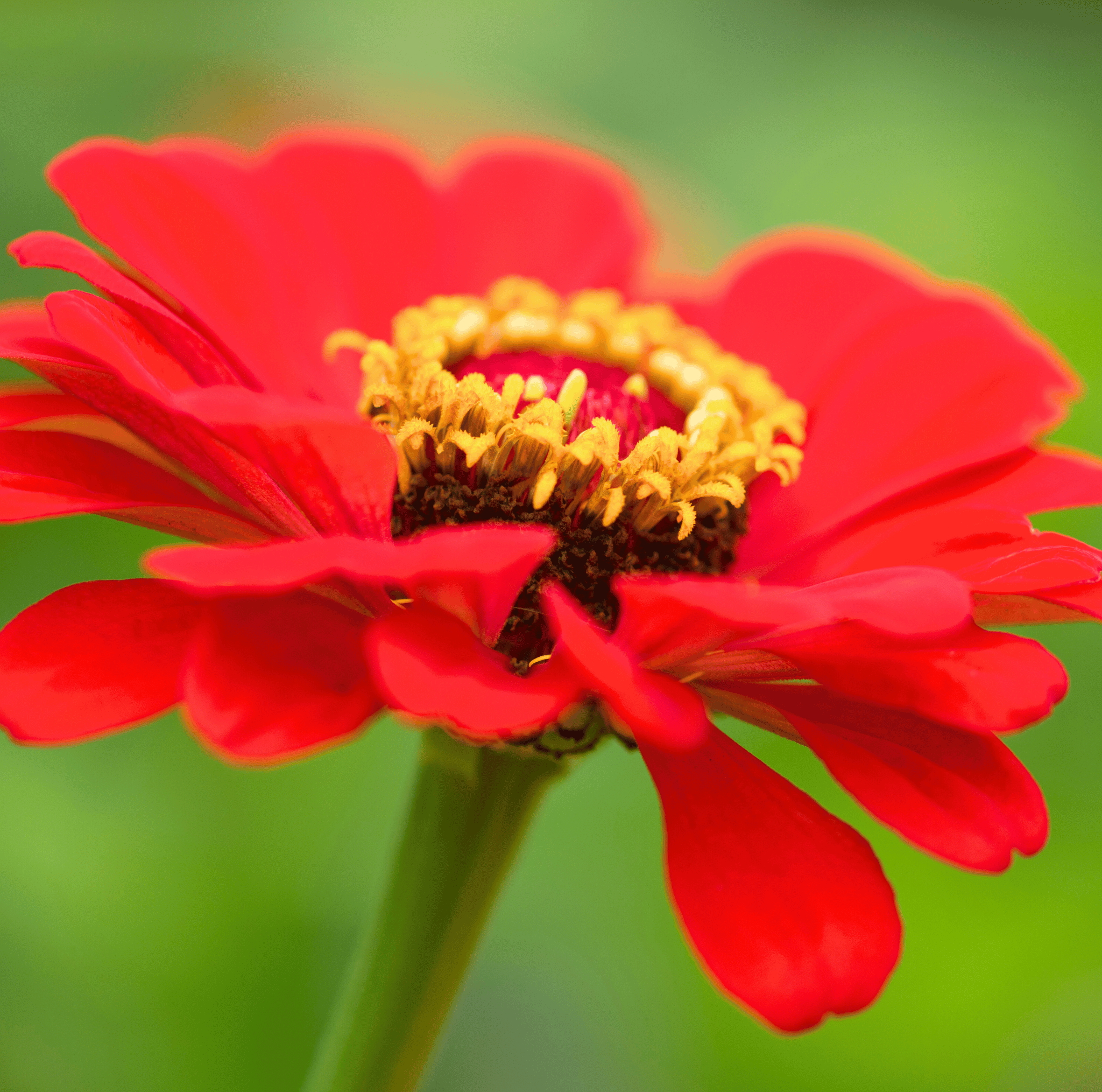 Meteor Zinnia – 100 Seeds Southern Seeds