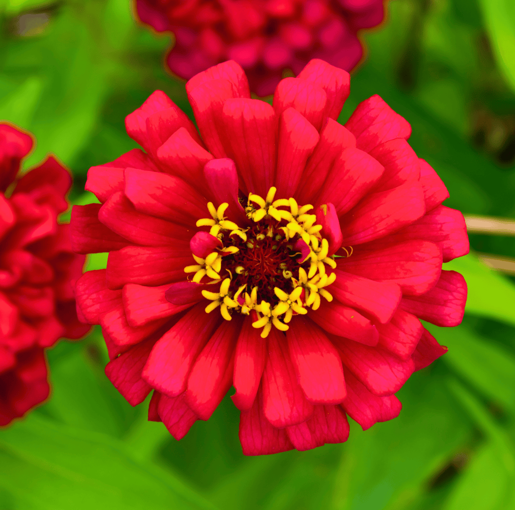 Meteor Zinnia – 100 Seeds Southern Seeds