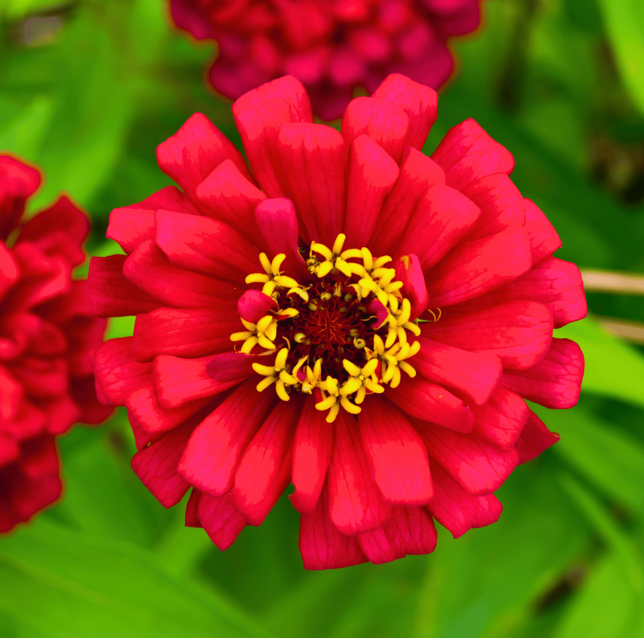 Meteor Zinnia – 100 Seeds Southern Seeds