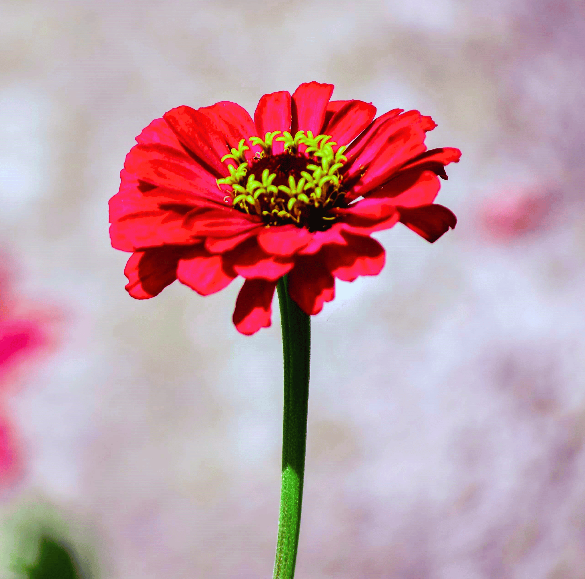 Meteor Zinnia – 100 Seeds Southern Seeds
