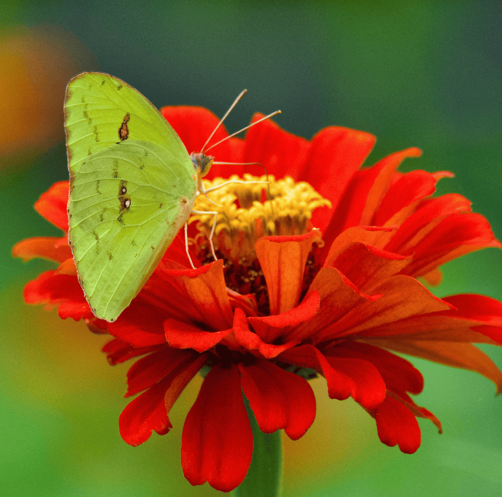 Meteor Zinnia – 100 Seeds Southern Seeds