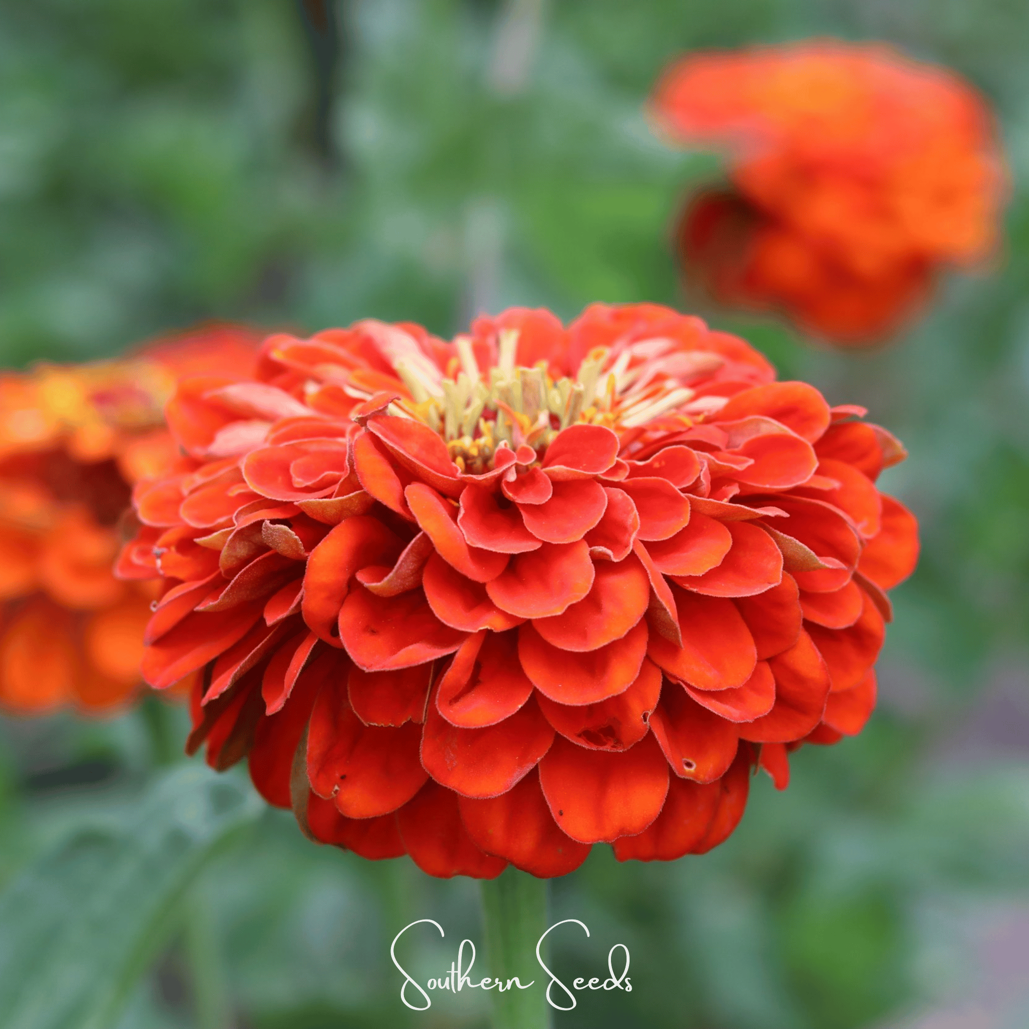 Oriole Zinnia – 50 Seeds Southern Seeds