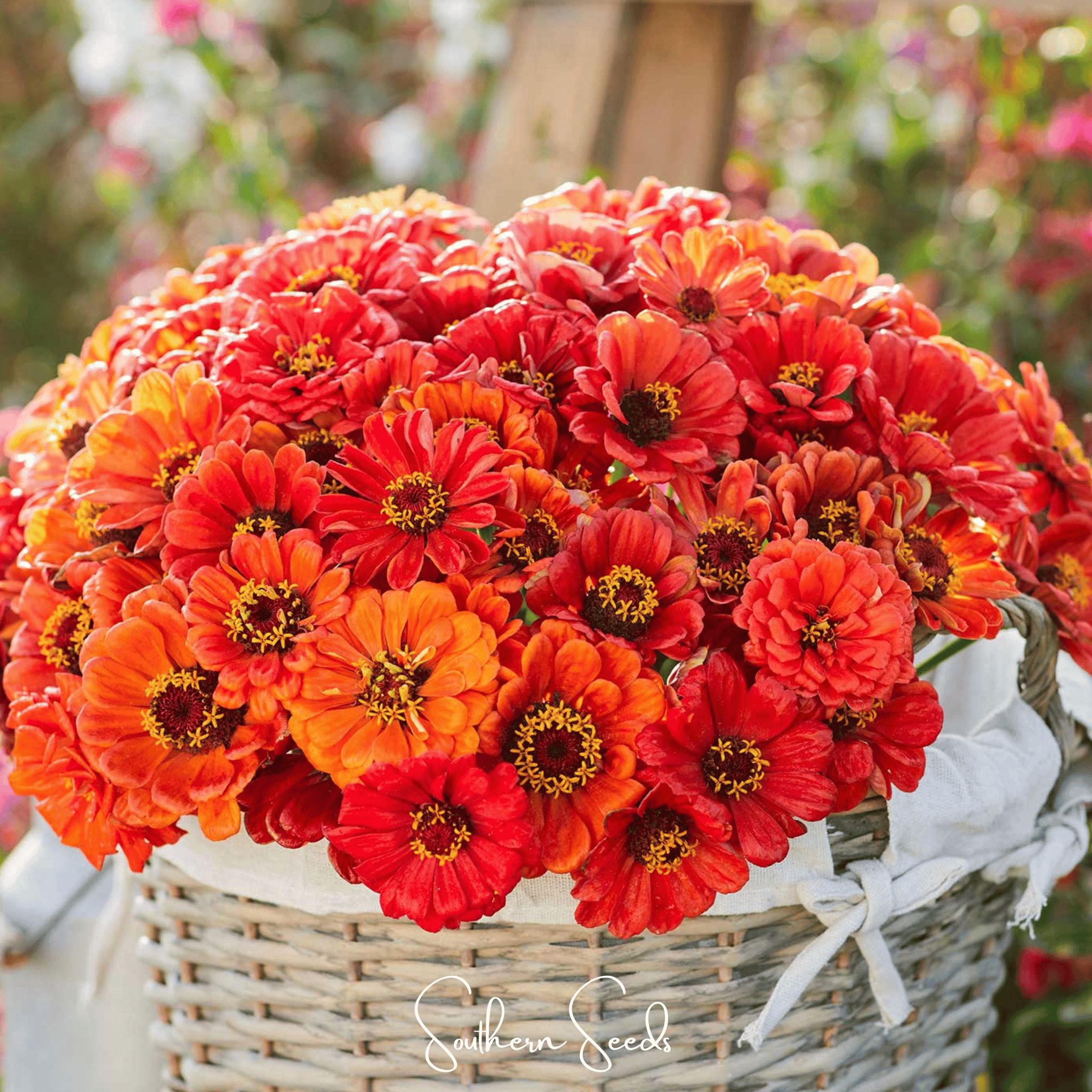 Oriole Zinnia – 50 Seeds Southern Seeds