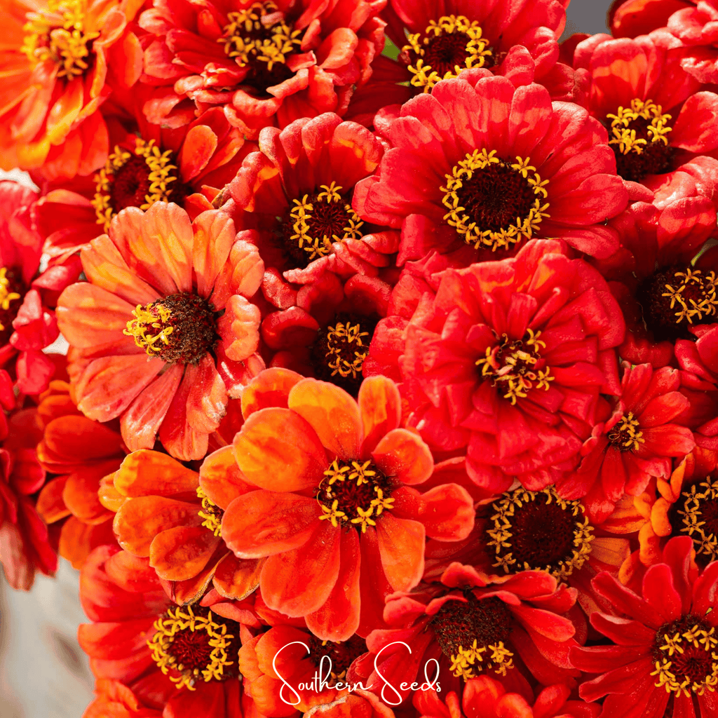 Oriole Zinnia – 50 Seeds Southern Seeds